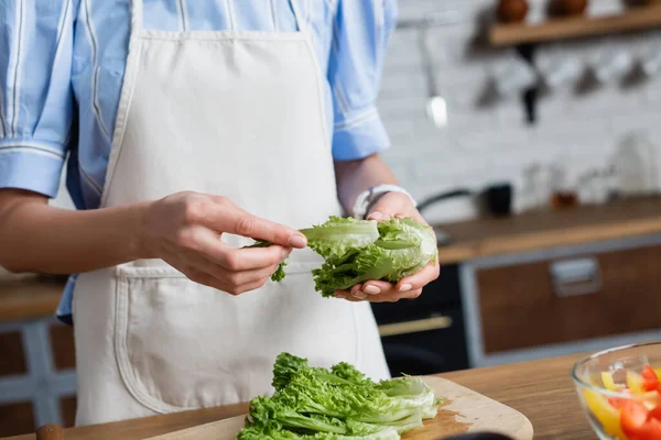 Partial view of female hands holding greenery in kitchen — Stock Photo