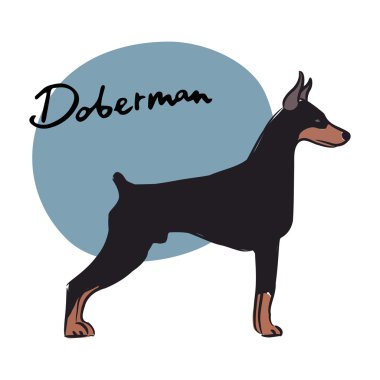 Doberman