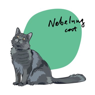 Nebelung kedi