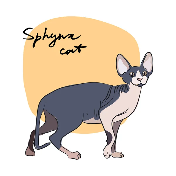 Sphynx-Katze — Stockvektor
