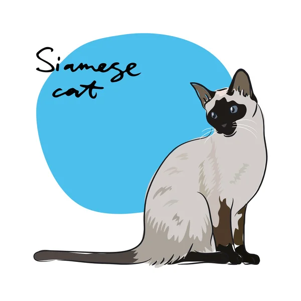 Gatto siamese — Vettoriale Stock