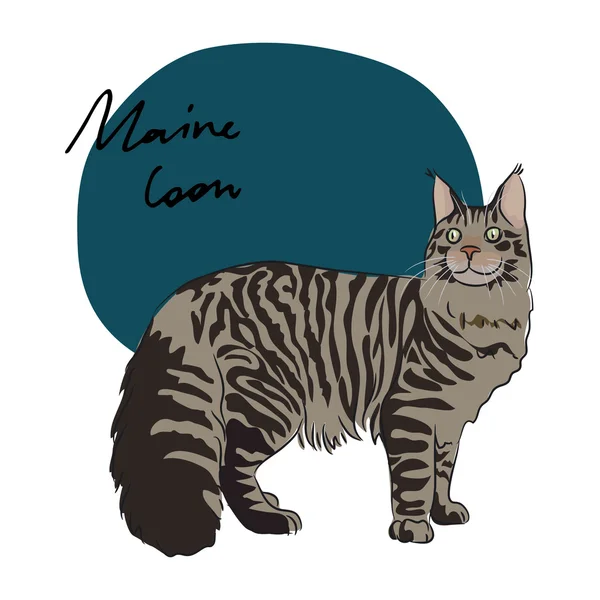 Maine Coon gato — Archivo Imágenes Vectoriales