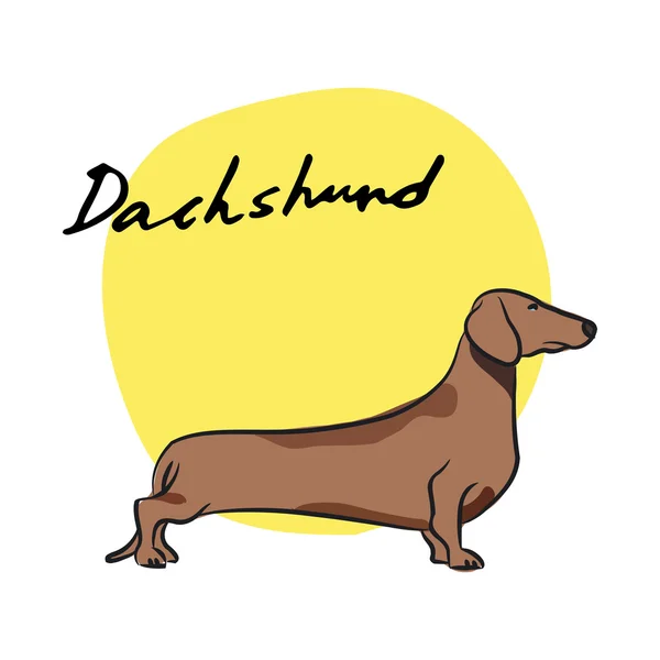 Dachshund. — Vetor de Stock