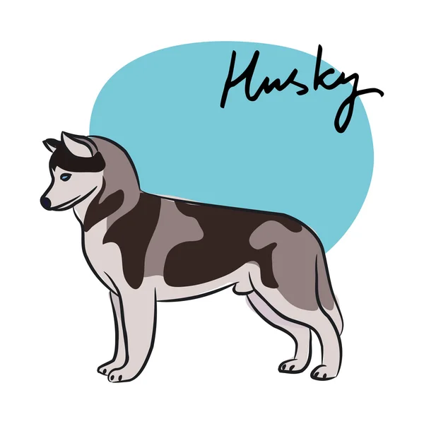 Husky — Stock Vector