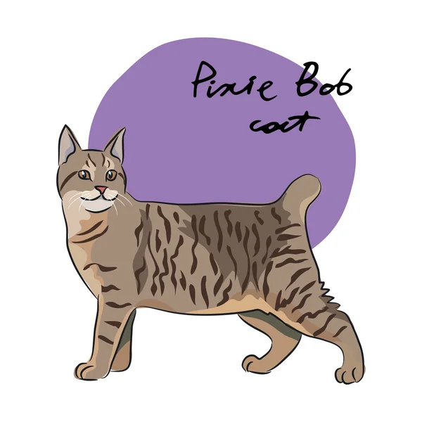 Pixie-Bob-Katze — Stockvektor