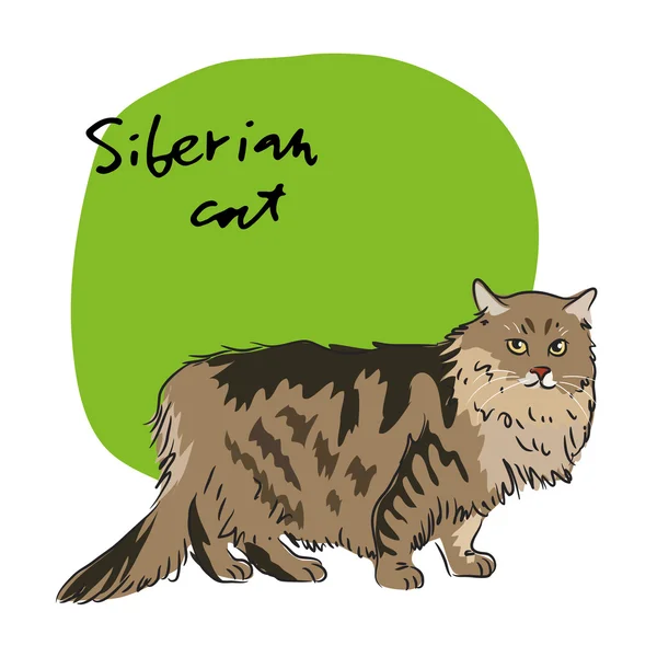 Gato siberiano —  Vetores de Stock