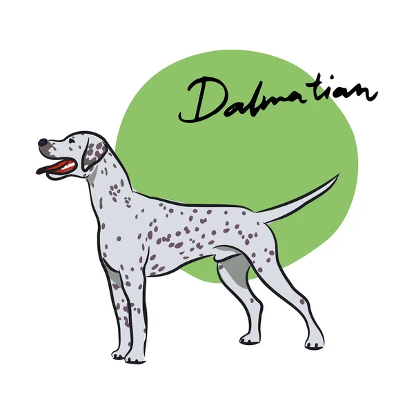 Dalmatiër — Stockvector