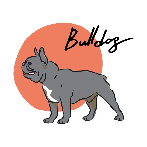 Bulldog. — Vetor de Stock