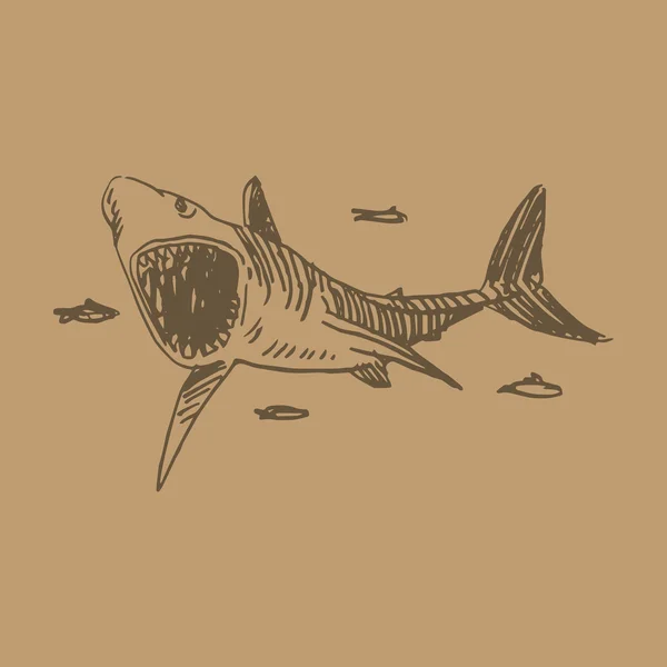 Un requin. Illustration vectorielle — Image vectorielle