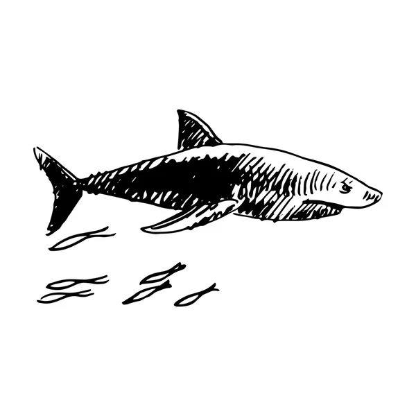 Un requin. Illustration vectorielle — Image vectorielle