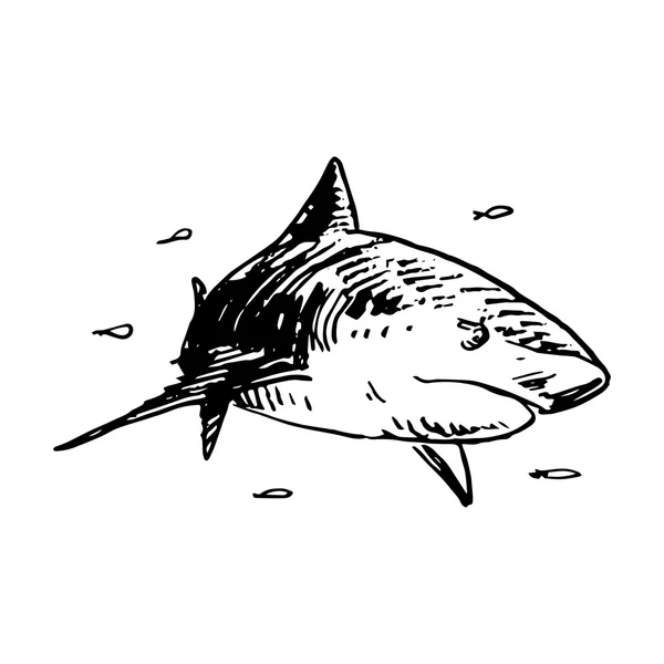 Un requin. Illustration vectorielle — Image vectorielle