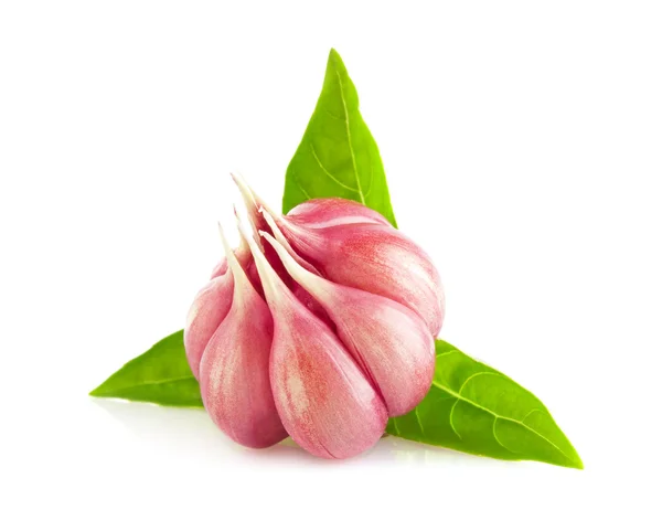 Organic garlic withfresh leaf of basil — Stock Photo, Image