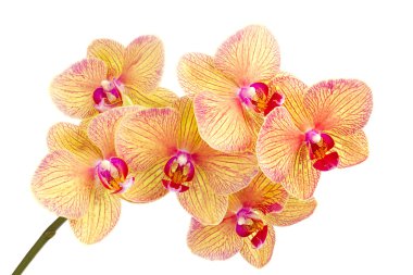 Şube çiçeği Phalaenopsis orkide