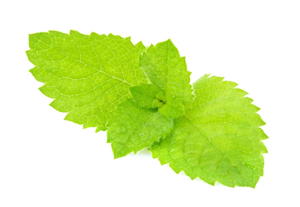 Świeży zielony liść makro mięta — Zdjęcie stockowe
