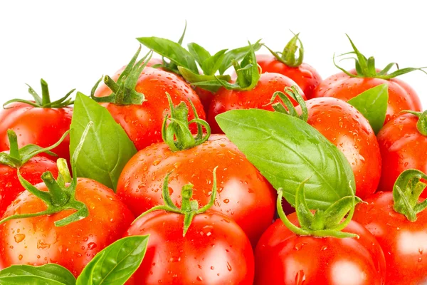 Pomodori freschi e succosi biologici e foglie verdi di basilico — Foto Stock