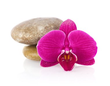 Çiçek Phalaenopsis orkide deniz taşlı