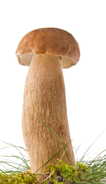 White mushroom in moss and grass Stock Image