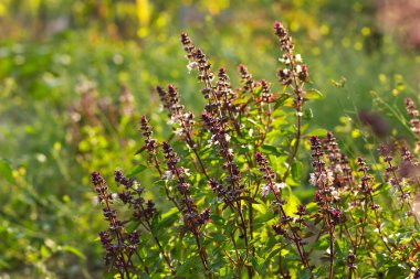 Çimenlerin üzerinde çiçek açan fesleğen