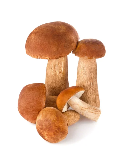 Fresh forest mushroom — Stock Photo, Image