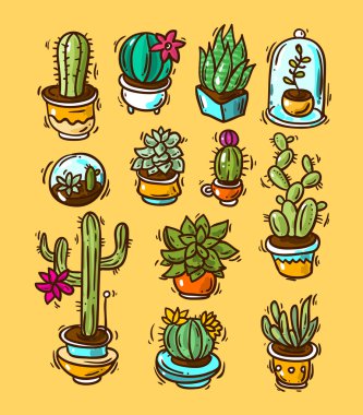 kaktüsler ve succulents