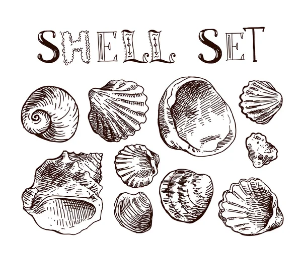 Shell dibujado a mano — Archivo Imágenes Vectoriales