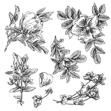 El Çekimi Çiçekleri