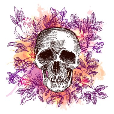 illüstrasyon kafatası kroki.