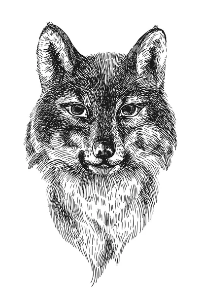 Bosquejo de lobo — Archivo Imágenes Vectoriales