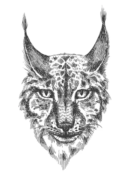 Head of beautiful lynx — Stock Vector