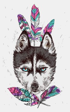 husky taslağını