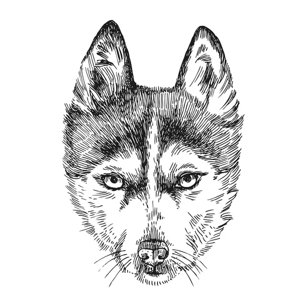 Sketch of husky — Stock Vector