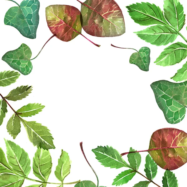 Illustration feuilles décoratives — Photo