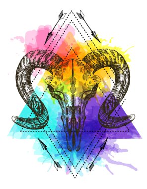 hayvan illüstrasyon kafatası