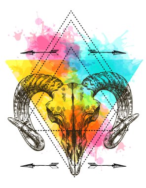 hayvan illüstrasyon kafatası