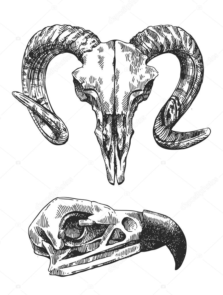 Illustration animal skull Stock Vector Image by ©Margarita_87 #123129506 Illustration animal skull Stock Vector Image by ©Margarita_87 #123129506