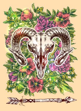 hayvan illüstrasyon kafatası