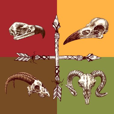 hayvan illüstrasyon kafatası