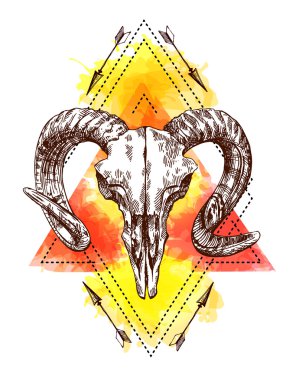 hayvan illüstrasyon kafatası