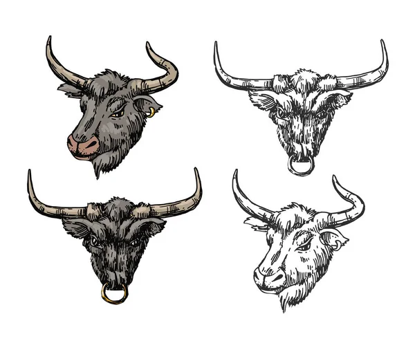 Cabeza de toro. Dibujado a mano hermosa ilustración vectorial. — Vector de stock