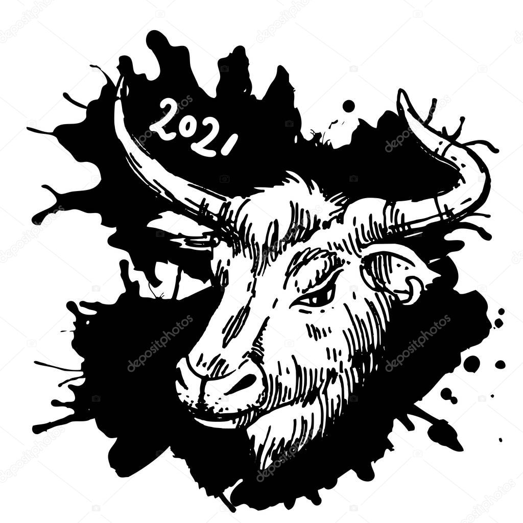 Head of bull. Hand drawn beautiful vector illustration.