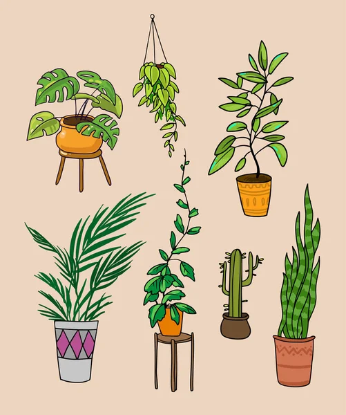 Házi növények illusztráció. Vektor rajzfilm stílus. — Stock Vector