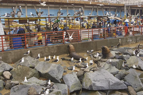 Puerto pesquero, Valparaíso, Chile — Foto de Stock