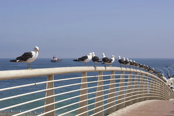 Seagulls at the Fish Market — Stock Photo, Image