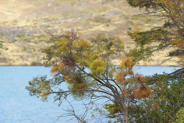 Podzimní Listí Stromě Výhledem Modré Vody Rio Paine Torres Del — Stock fotografie