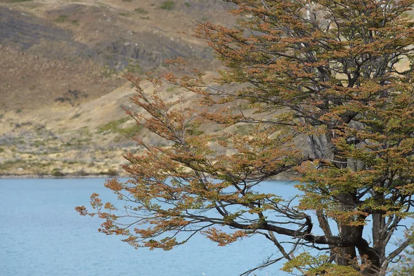 Scenic Shot Beautiful Shore Chile — Stock Photo, Image