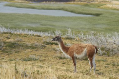 Torres del Paine çok