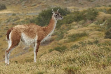 Torres del Paine çok
