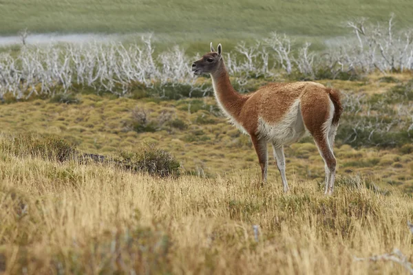 Guanaco en Torres del Paine — Foto de Stock