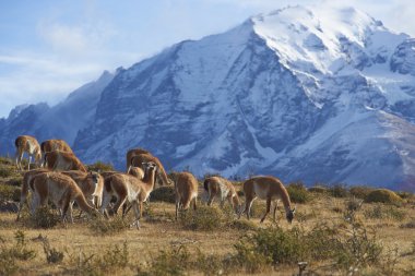 Torres del Paine Ulusal Parkı 'nda Guanaco