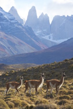 Torres del Paine Ulusal Parkı 'nda Guanaco